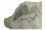 Bargain, Eurypterus (Sea Scorpion) Fossil - New York #369345-1